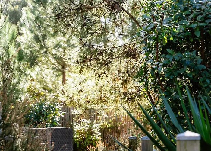 Cork Contis 1 * Lit-et-Mixe